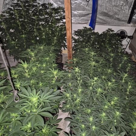 Growbags diary