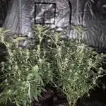 Growbags diary