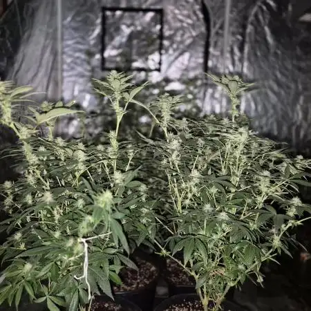 Growbags diary