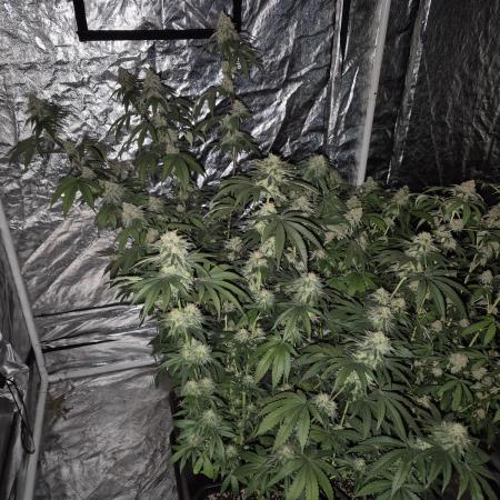 Growbags diary