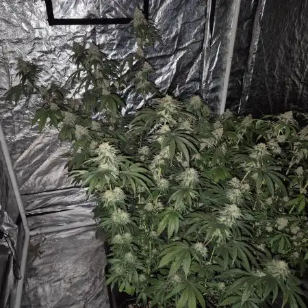 Growbags diary