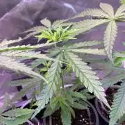 Thai Northern Gold(Mae-wang landrace)