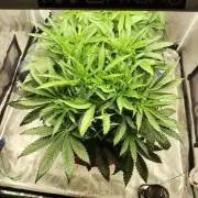 Georgia Pie Zamnesia !