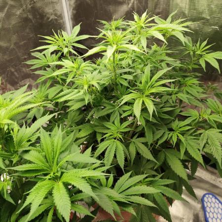 The popular El Patron !