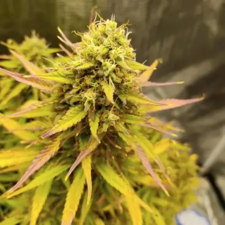 Jealousy Z XL Auto by S.S.