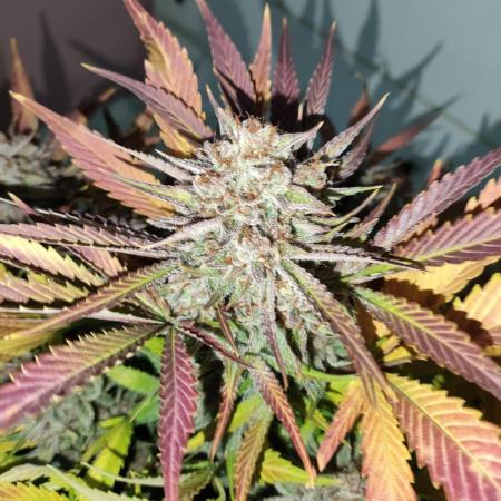 Papaya Zoap Auto by S.S.