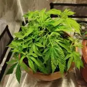 The popular El Patron !