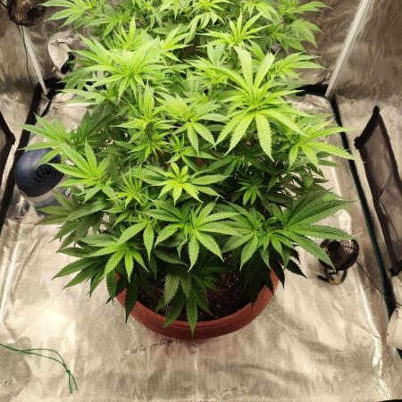 Georgia Pie Zamnesia !