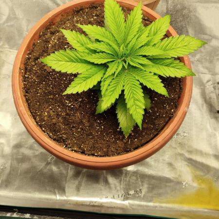 Georgia Pie Zamnesia !