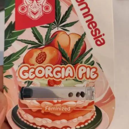 Georgia Pie Zamnesia !