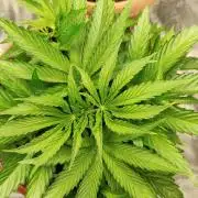 Georgia Pie Zamnesia !