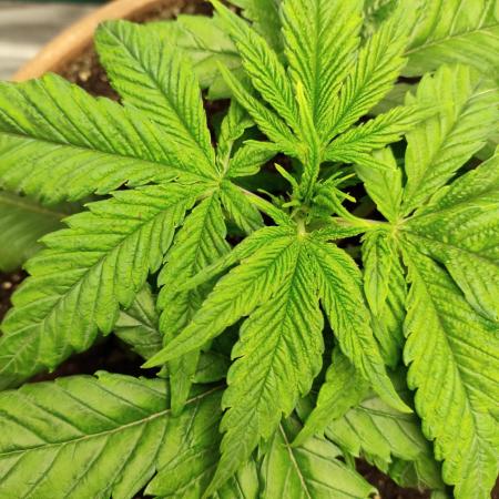 The popular El Patron !