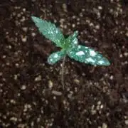 GSC | Master BSF Indoor