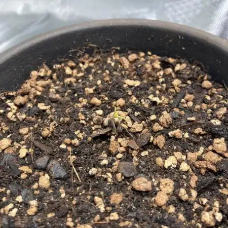 Sept Grow