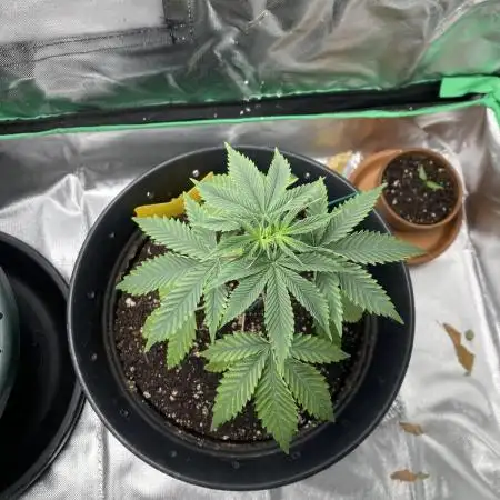 Sept Grow