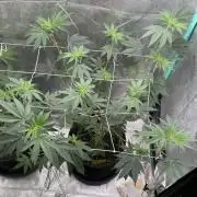 Sept Grow