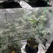 Sept Grow