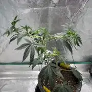 Grandpas Cookies ZOMBIE