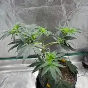 Grandpas Cookies ZOMBIE