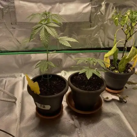 Sept Grow
