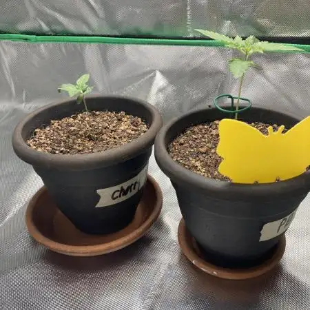 Sept Grow