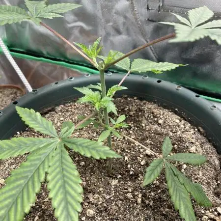 Sept Grow
