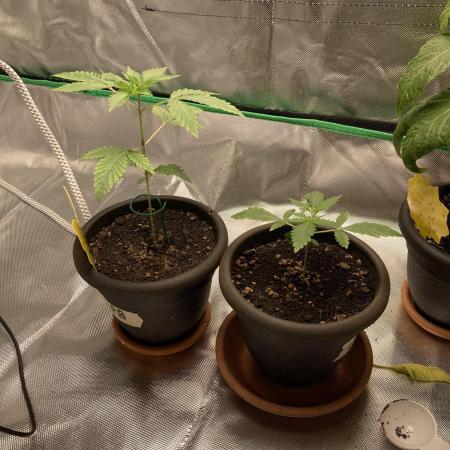 Sept Grow