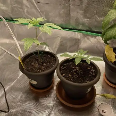 Sept Grow
