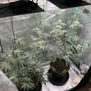 Sept Grow
