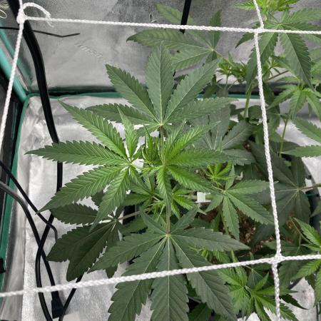 Sept Grow