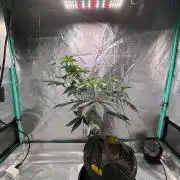 Grandpas Cookies ZOMBIE