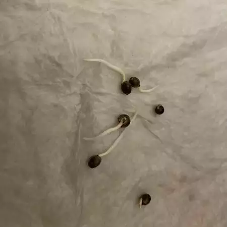 Purple Poison Pheno Hunt