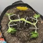 Doug’s Varin Indoor