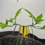 Doug’s Varin Indoor