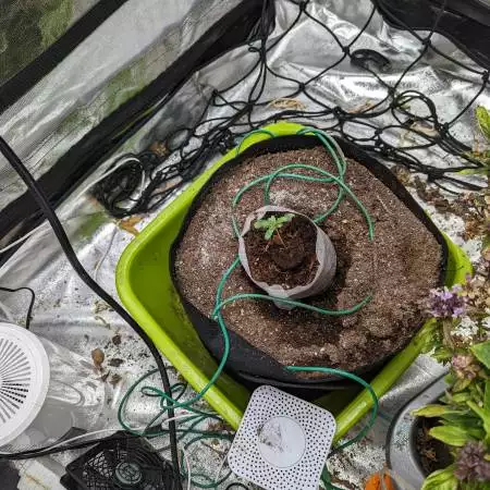 Mimosa auto RQS v2, organic