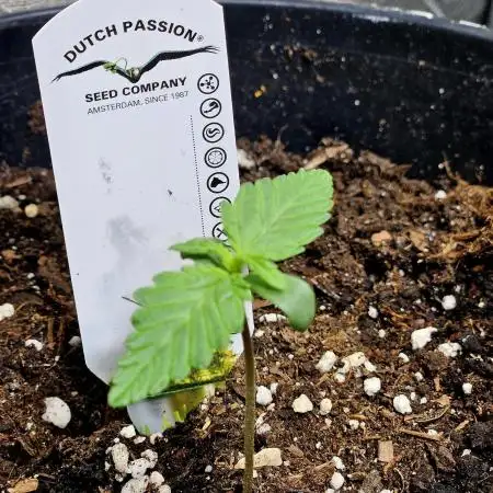 Auto Banana Blaze