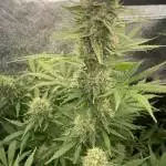 MSNL DTW Coco Drip, Fem-Auto, 4x4, 480W