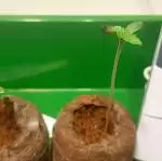 HempBrazil - PAxMK - G.S.C