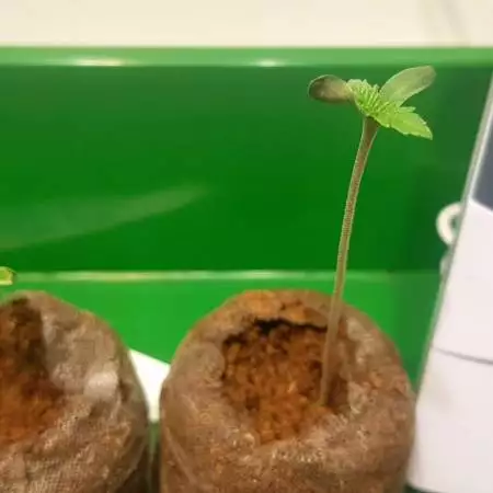 HempBrazil - PAxMK - G.S.C
