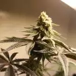 Gorilla Skittlz
