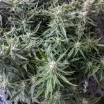 Green Gelato Automatic - RQS