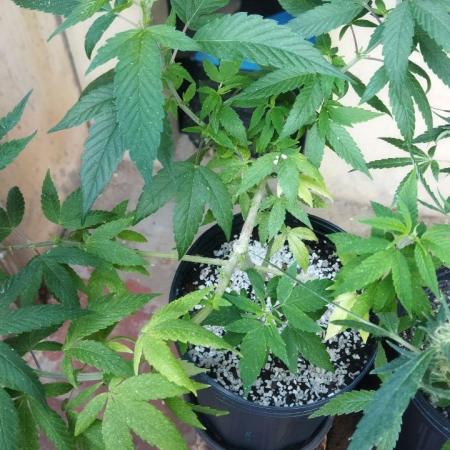 Purple_green_and_Ogkush