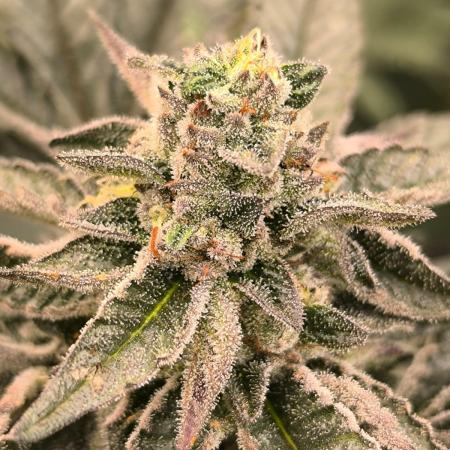 Matrimonio Campesino