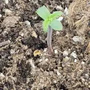 Auto Strawberry Soda