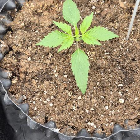 Auto Banana Blaze
