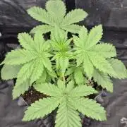 Auto Strawberry Soda