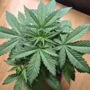Auto Banana Blaze