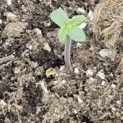 Auto Strawberry Soda