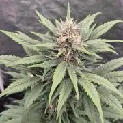 Auto Strawberry Soda