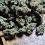 Auto Orange Bud
